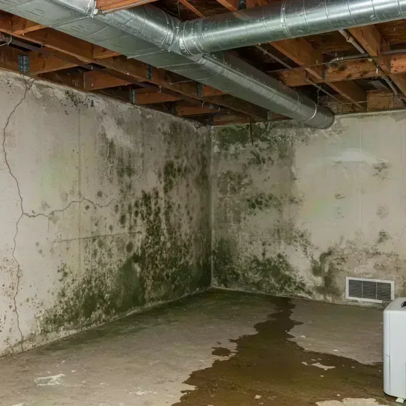 Professional Mold Removal in Vanceburg, KY